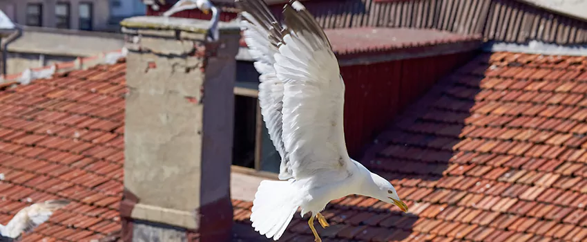 Residential Chimney Animal Removal Solution in La Presa, CA